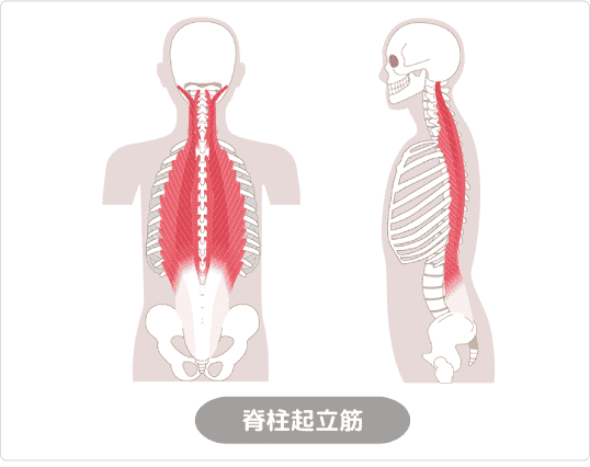 脊柱起立筋