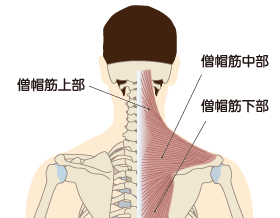 僧帽筋（そうぼうきん）