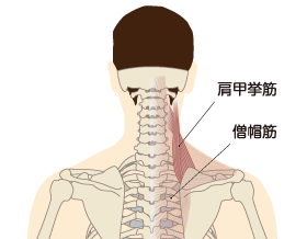 僧帽筋（そうぼうきん）