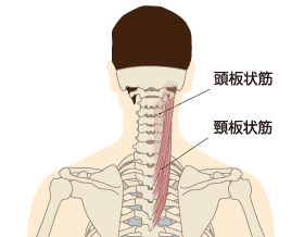 僧帽筋（そうぼうきん）