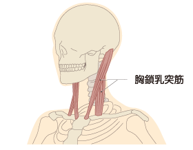 僧帽筋（そうぼうきん）